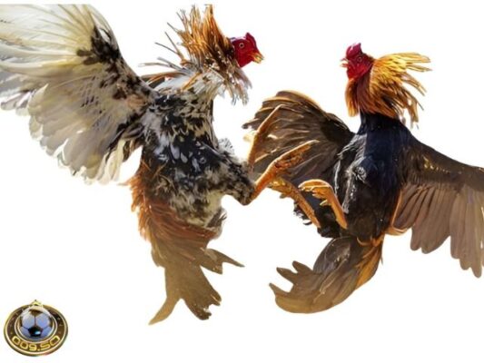 Lưu ngay các địa chỉ bán gà đá uy tín, chất lượng